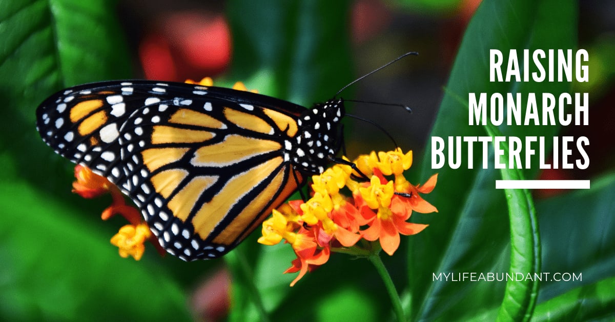 Raising Monarch Butterflies at Home