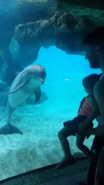 Toddler makes a dolphin laugh :D