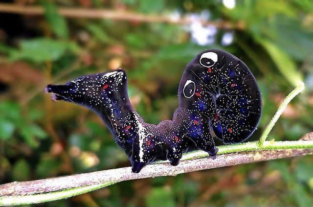 a pacific fruit piercing caterpillar
