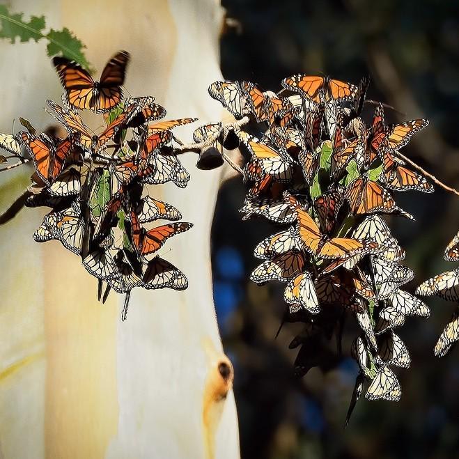 California Monarch Butterfly Population Down 86 Percent in One Year