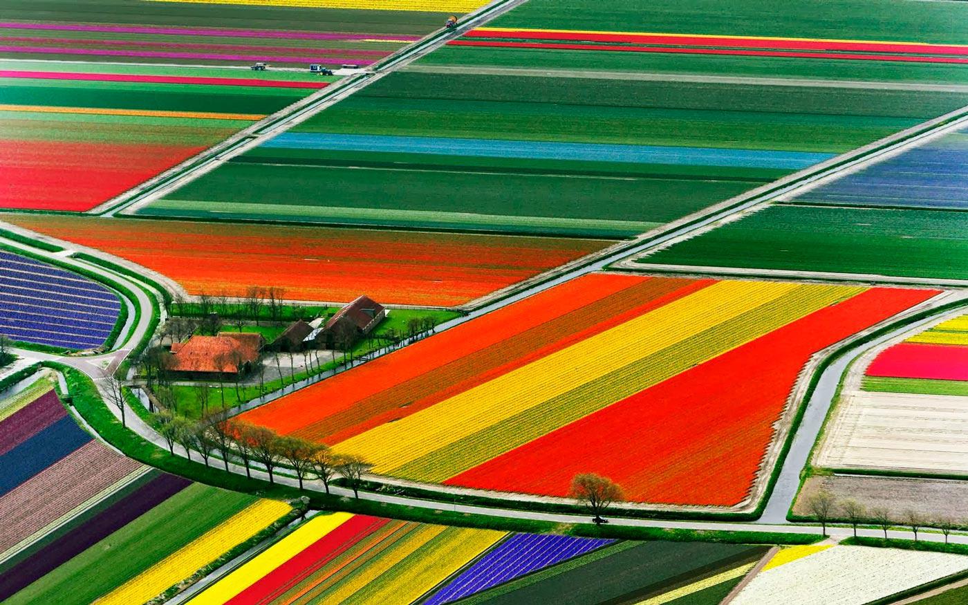 Tulip fields in Keukenhof, Netherlands
