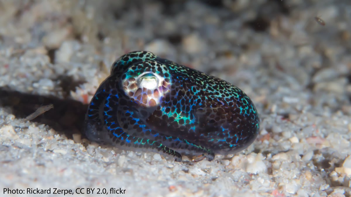 The hummingbird bobtail squid is here to dazzle you in blue! Its striking color comes from pigment-holding cells called chromatophores distributed throughout its body. This tiny cephalopod lives in Indo-Pacific waters, inhabiting the ocean floor.✨🔹🦑🔹✨