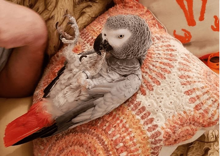 I want to adopt a african grey - African grey parrot health diet personality