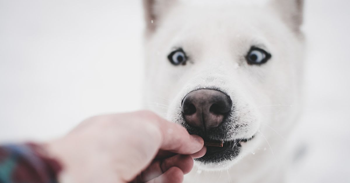 Healthy dog treats your best friend will love