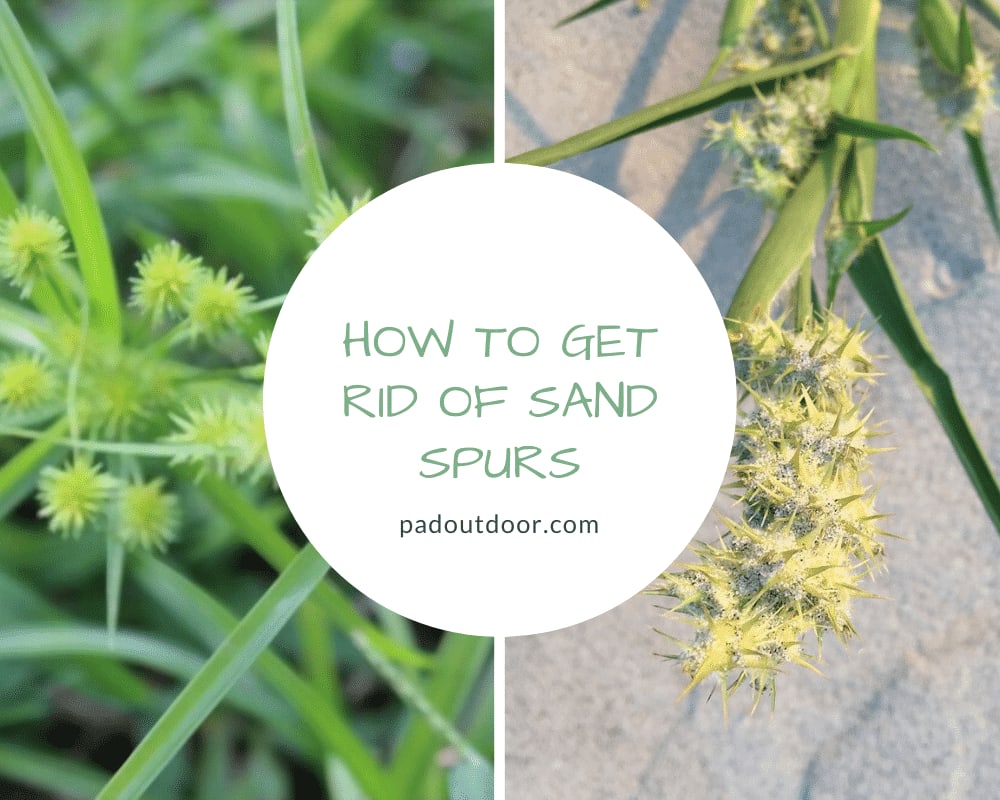 How To Get Rid Of Sand Spurs? (2020 Guide)