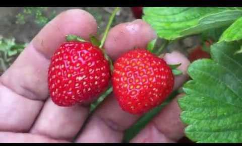 How to Grow and Harvest Organic Strawberries
