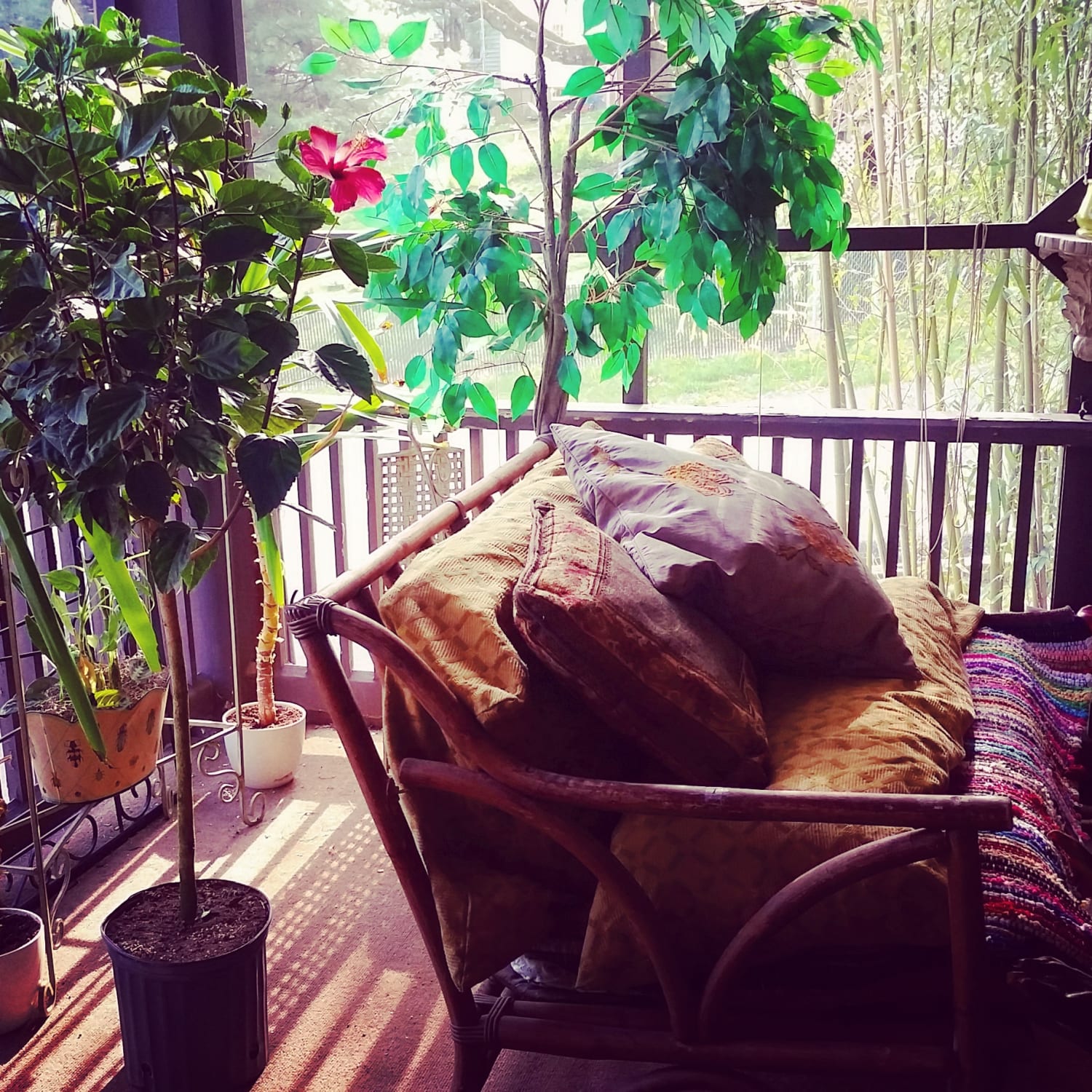 My side porch, surrounded by bamboo and birds
