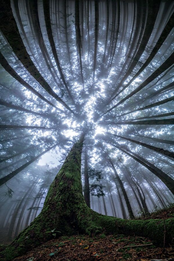 Photographer Captures Magical Beauty of Looking Up in the Middle of a Forest