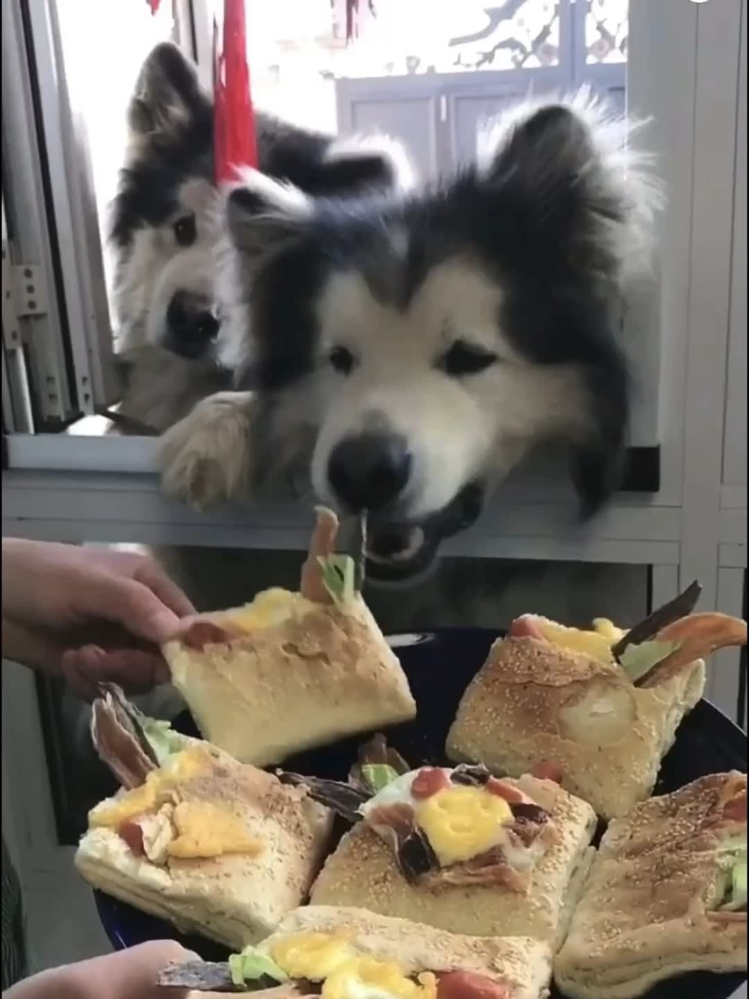 These malamutes got me started digging for more videos
