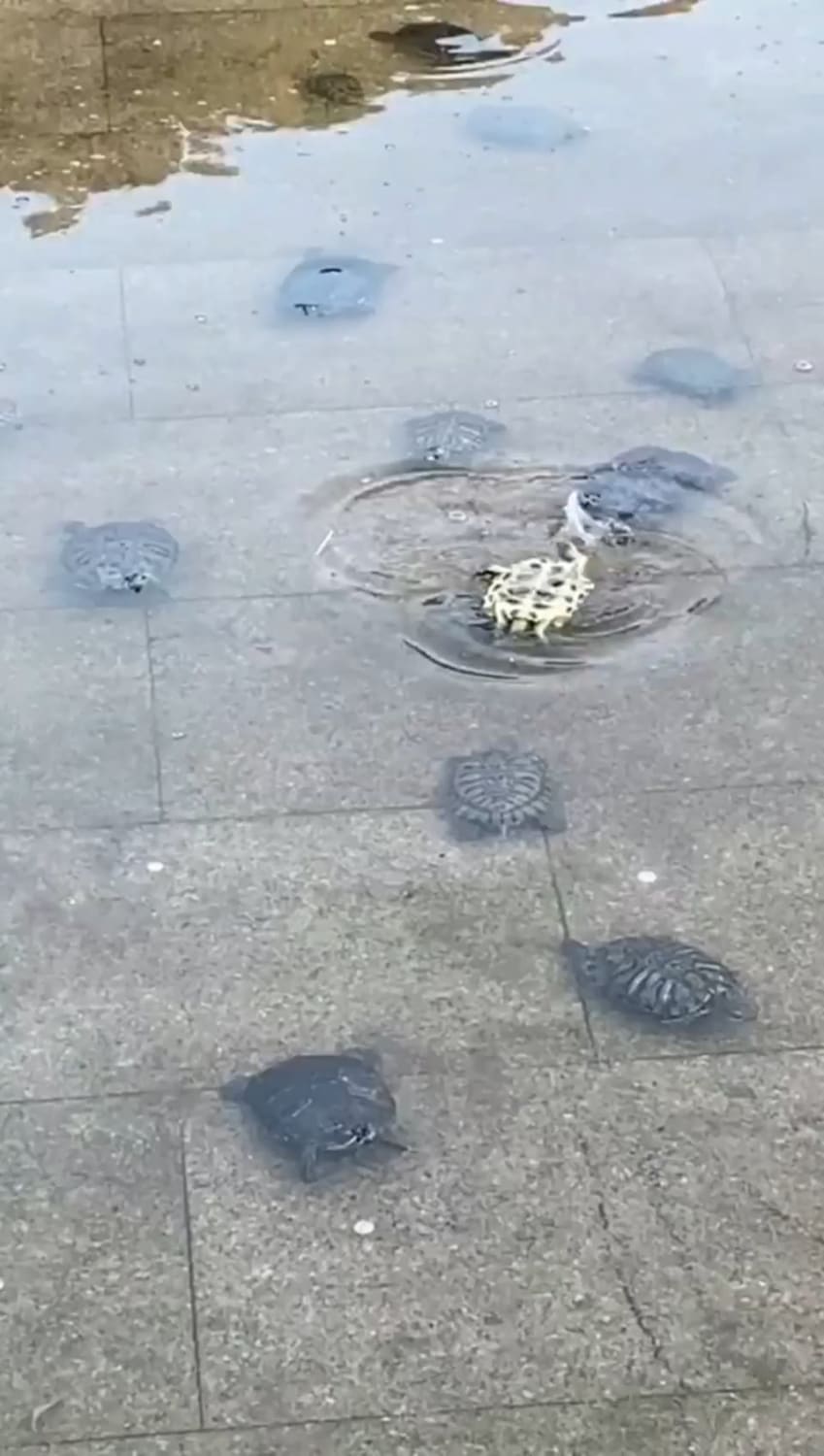 A social bond seems to compel these turtles to help the one in need