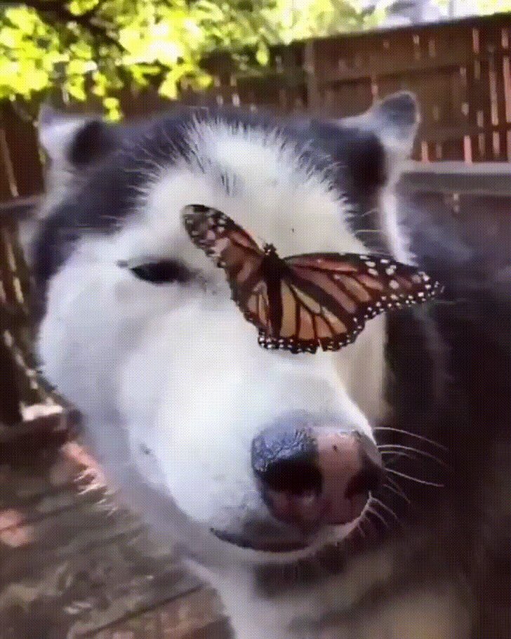 Doggo and butterfly