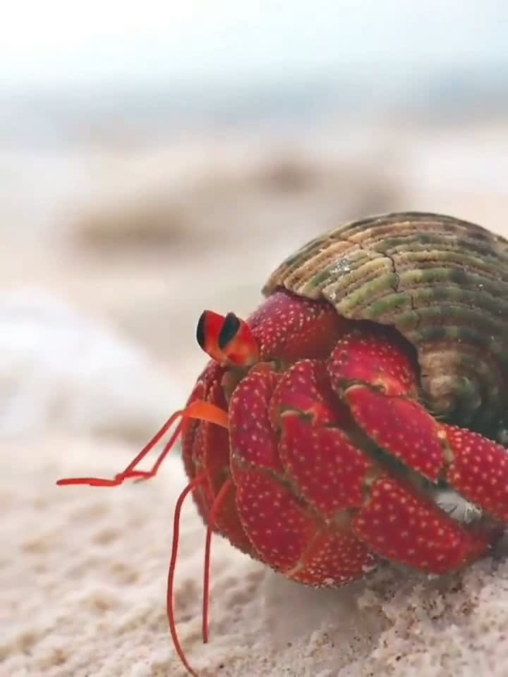 Strawberry Hermit Crab 🦀