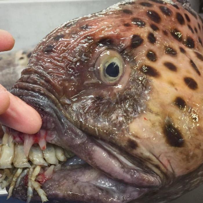 This Deep-Sea Fisherman Is Still Posting His Discoveries and OH GOD THE TEETH WHY DOES IT HAVE TEETH