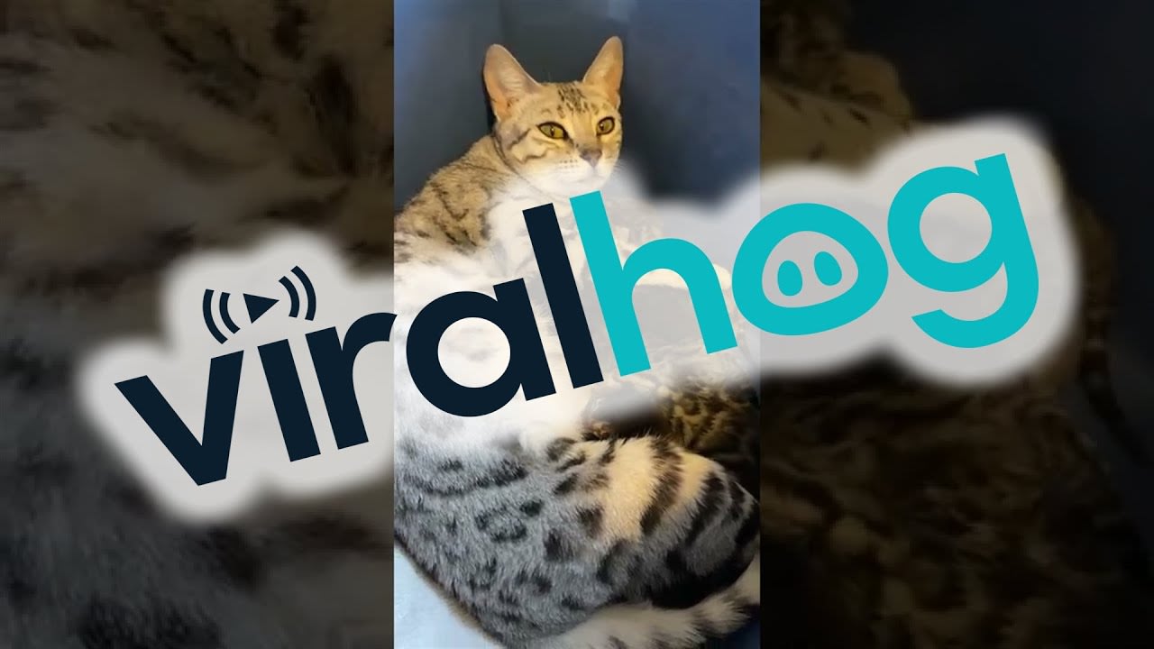 Bengal Cat Mom Takes Care of Her Babies || ViralHog