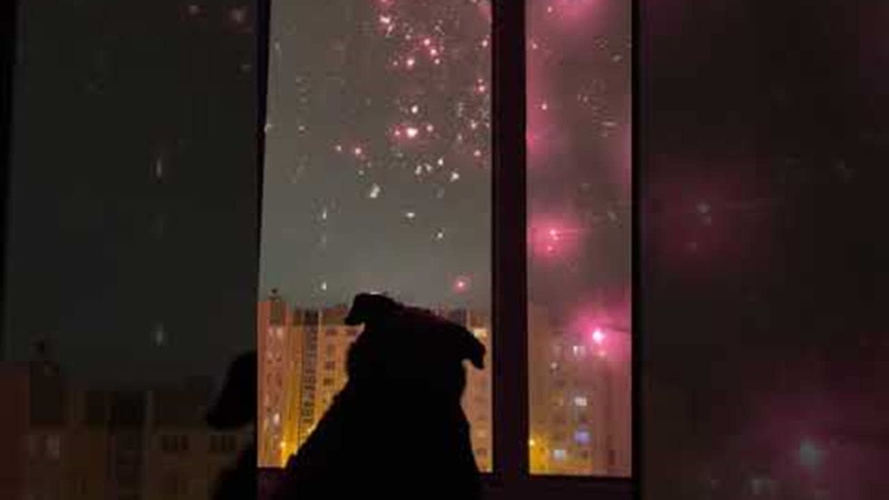 Fireworks Display Fascinates Doggy || ViralHog