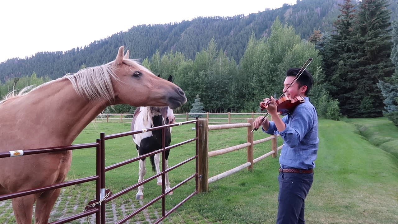 Horse Likes Violin