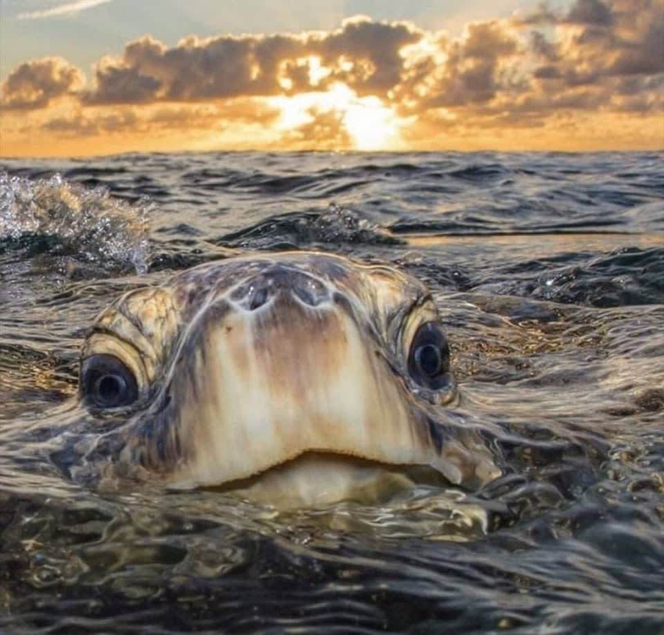 This Beautiful Sea Turtle
