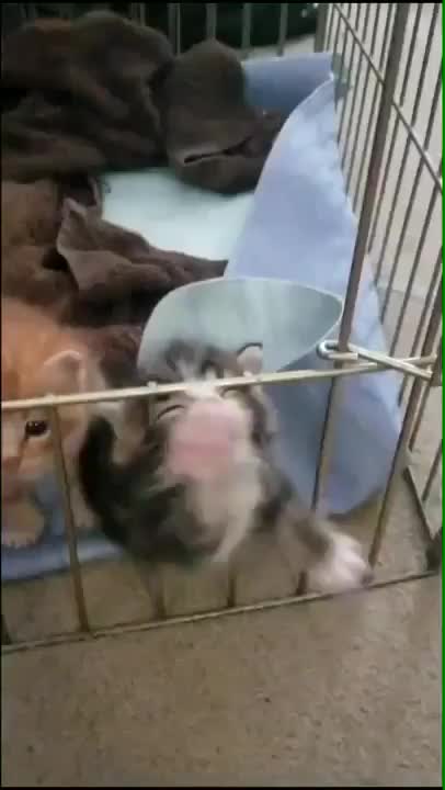 Hooman! I wanna get out of here! Help me now!!