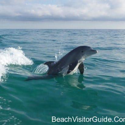 Dolphin and Snorkel Tours Panama City Beach