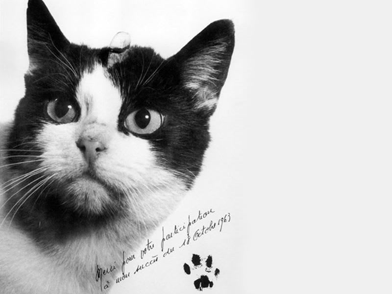 In 1963, a cat named Felicette became the first feline in space