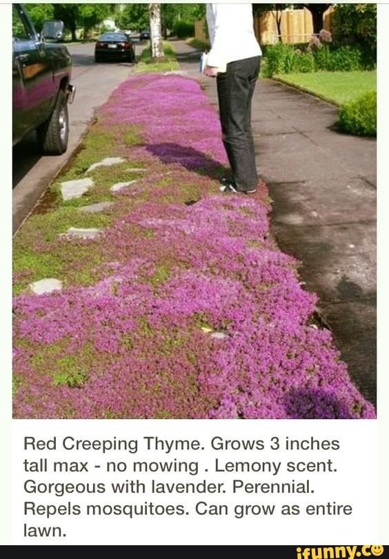 Red Creeping Thyme. Grows 3 inches tall max - no mowing . Lemony scent. Gorgeous with lavender. Perennial. Repels mosquitoes. Can grow as entire lawn. - )