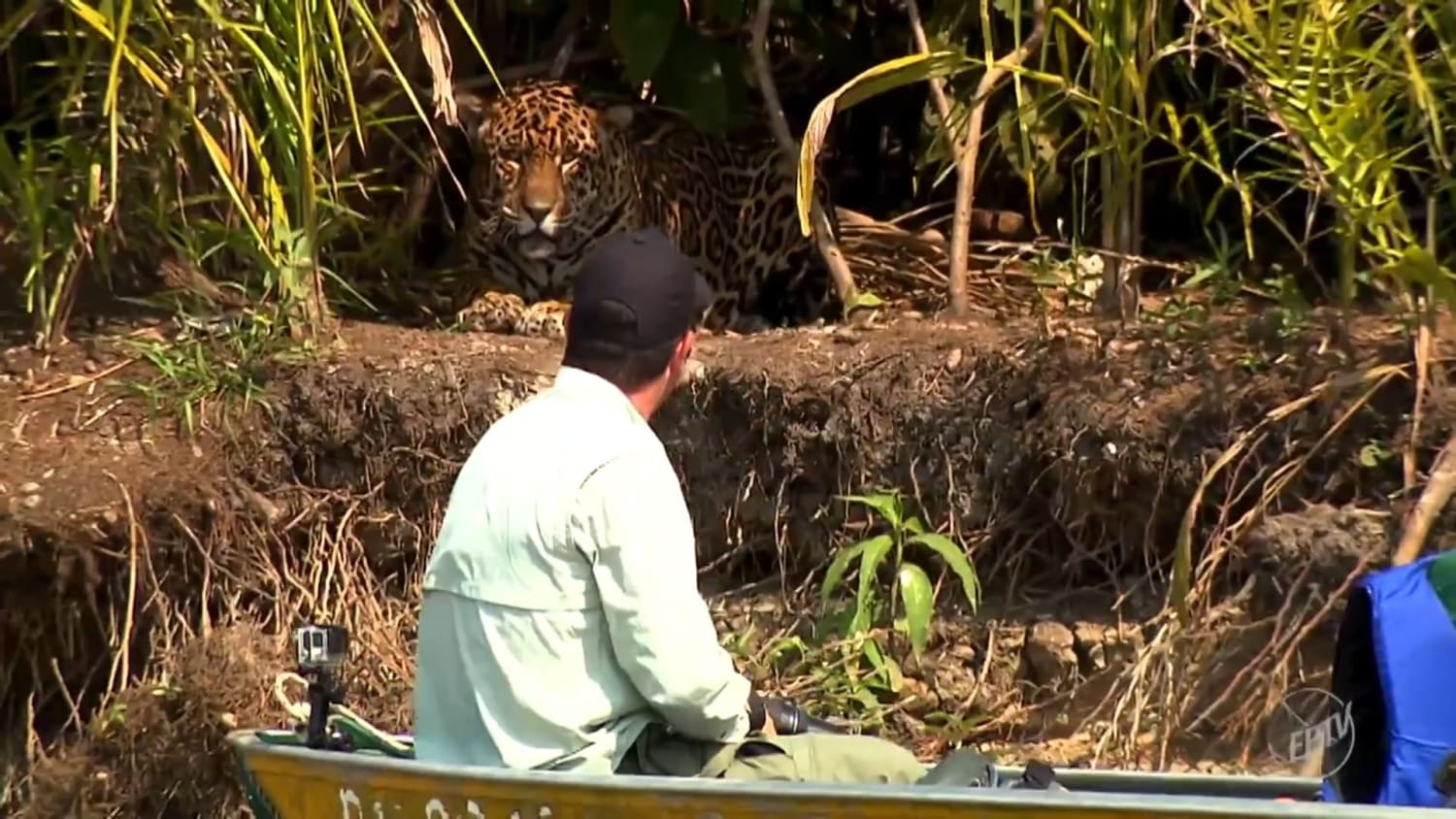 TV presenter has a close encounter with a jaguar in the Pantanal