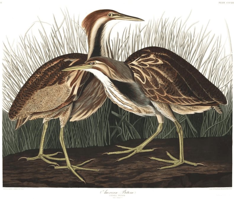 Download hi-rez scans of all 435 illustrations from John James Audubon's Birds of America