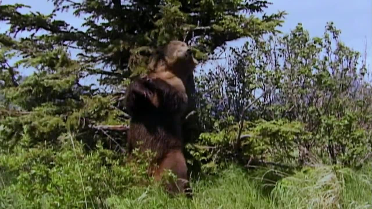 Grizzly Man (2005) - A devastating and heart-rending take on grizzly bear activists Timothy Treadwell and Amie Huguenard, who were killed in October of 2003 while living among grizzly bears in Alaska [1:44:06]