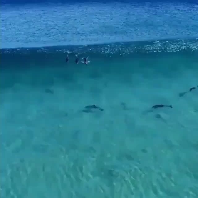 Dolphins surfing waves
