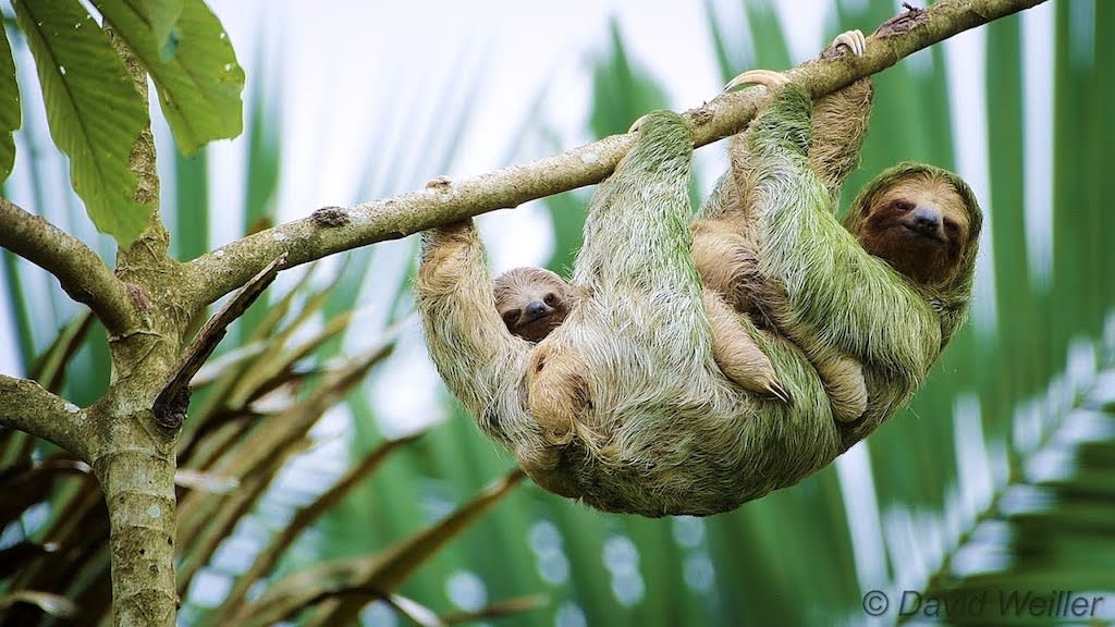 Mother Brown-Throated Sloth Lovingly Carries Her Baby as She Makes Her Way Across a Branch