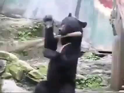 Kung Fu Bear.
