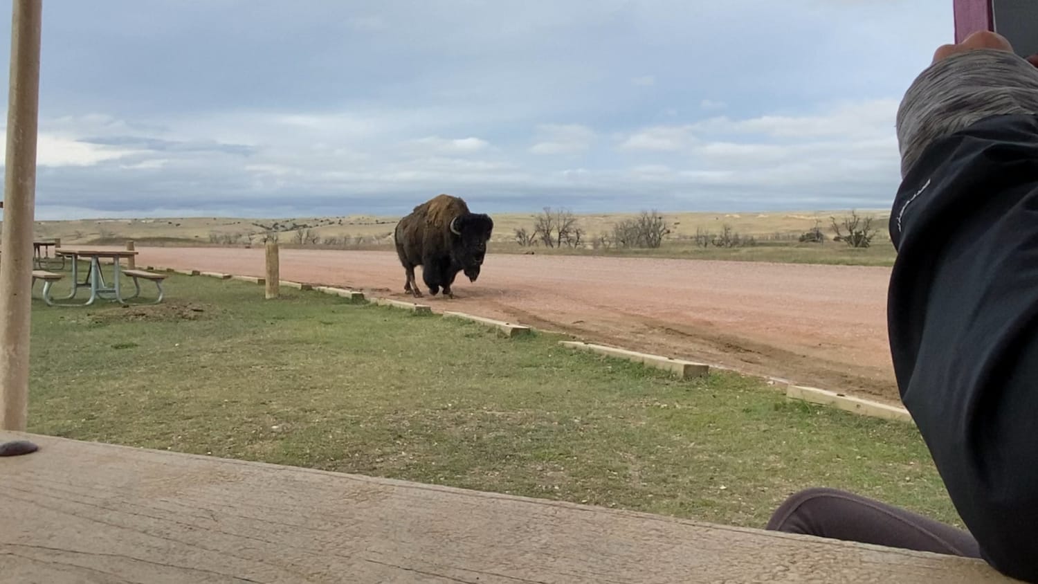 Close encounter with an absolute unit at Badlands National Park in South Dakota