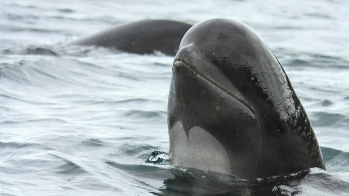 Meet the long-finned pilot whale! Despite its name, this marine mammal is actually a dolphin. Distinguished by its bulbous head, this cetacean is nomadic & tends to stick around cooler waters in the open ocean, & occasionally in coastal waters.🐬 [📸: Barney Moss, flickr]