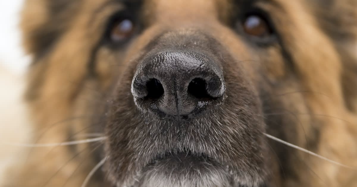 Why one type of dog can smell Covid-19 with a 100 percent success rate.