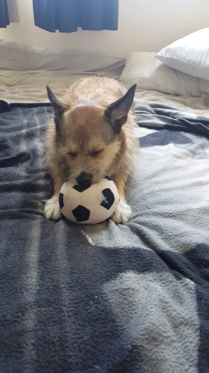 Penny loves her ball and Rick and Morty on my cake day