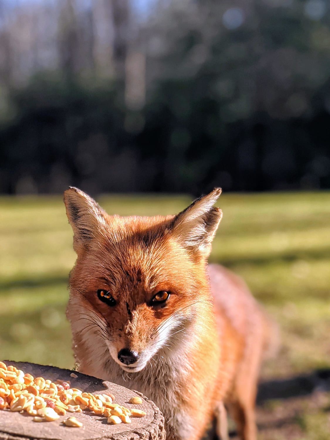 Paprika, our neighborhood male fox, bearing the scrapes of mating season