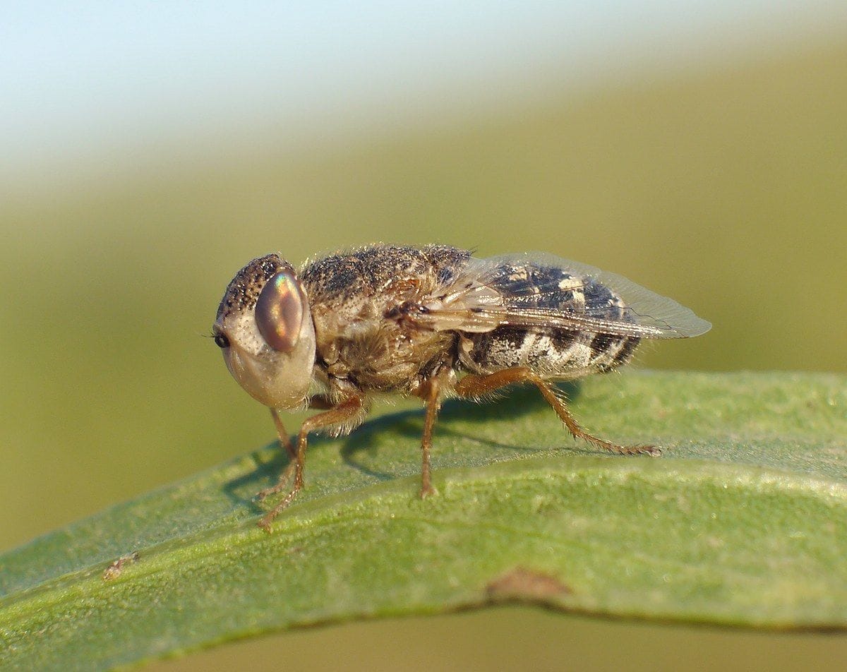 A Woman Sneezed Out Bot Fly Larvae. Doctors Say One Had Reached the ...