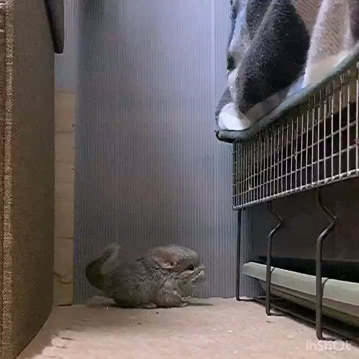 You have now seen a baby chinchilla