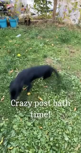 Post bath time zoomies!