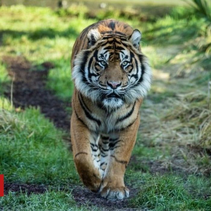 Tiger killed in zoo's mating introduction