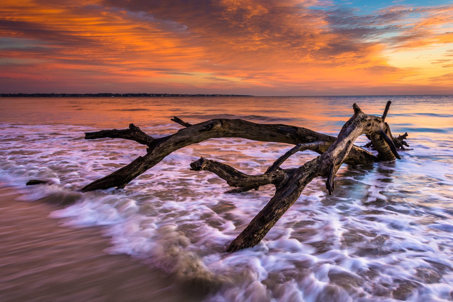 The Surprising Beauty and Benefits of Driftwood