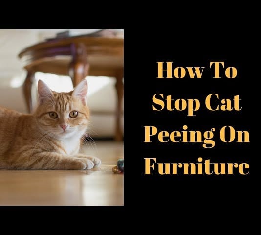 How To Stop Cat Peeing On Furniture - 3 Methods To Stop It