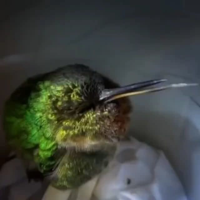 I just learned that Hummingbirds snore, and it is more adorable than I imagined it would be.