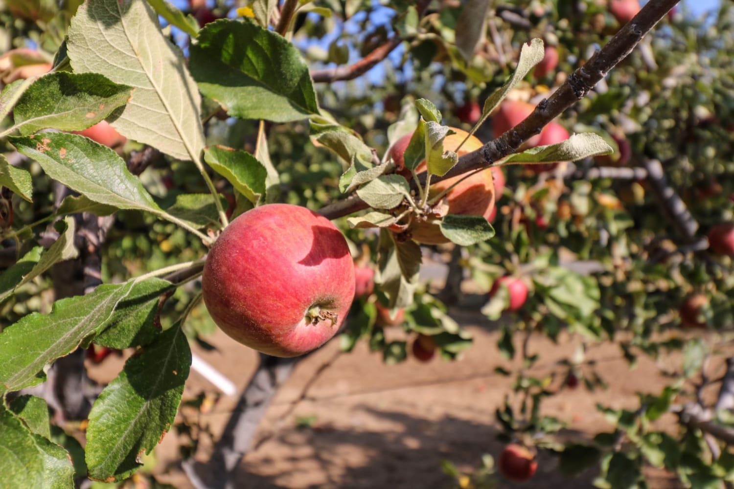 How To Spend The Best Day Apple Picking In Julian