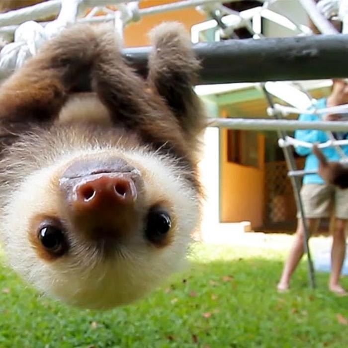 What do baby sloths sound like? - The Kid Should See This
