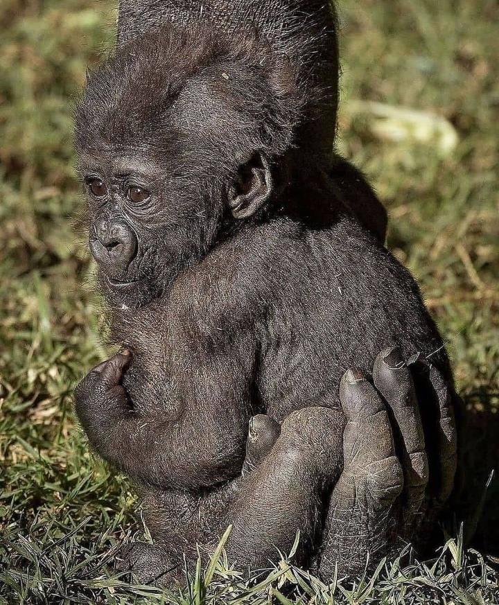 Baby gorilla in adult's hand