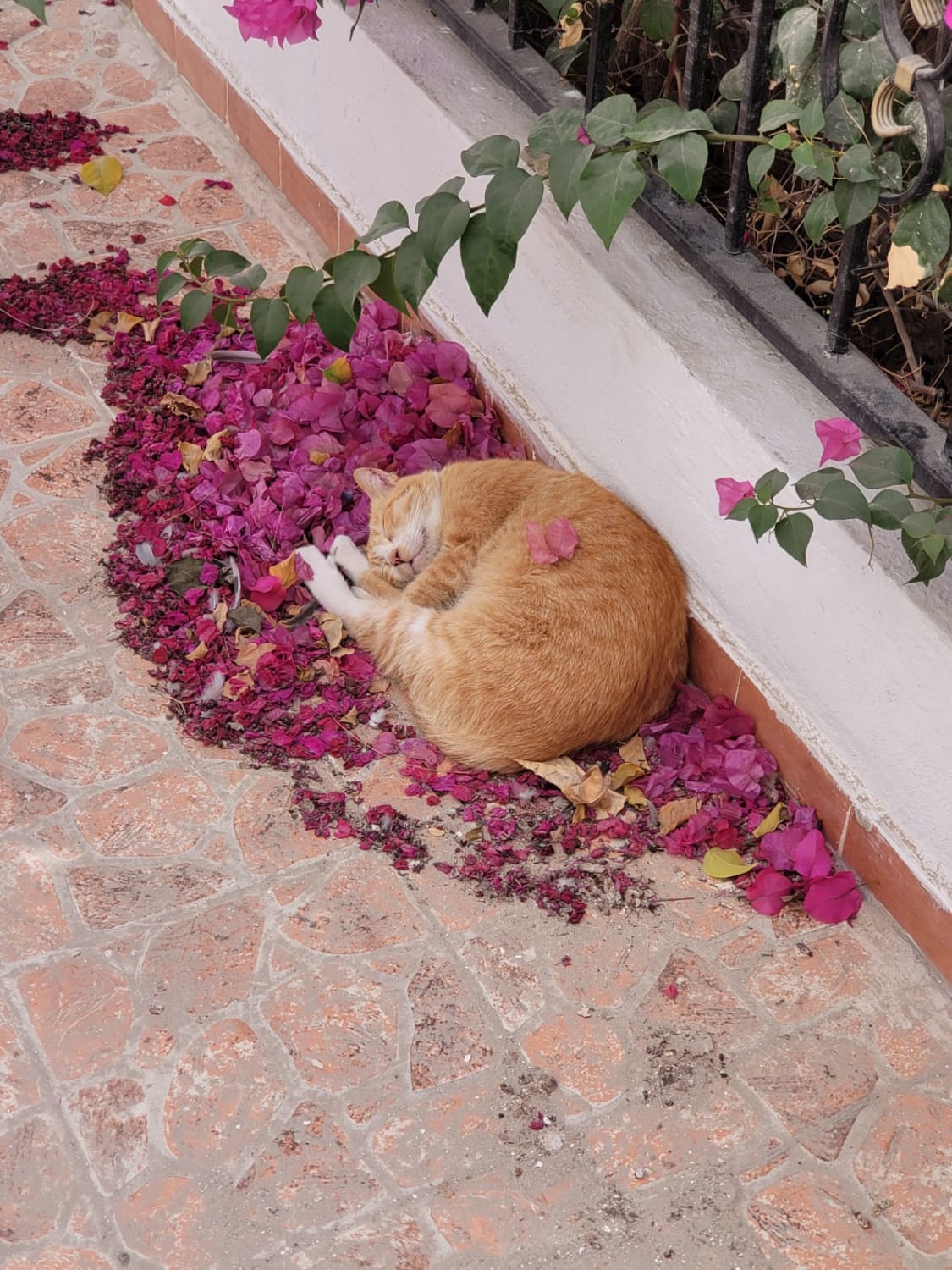 My mother caught this cat taking a nap on a bed of flowers.