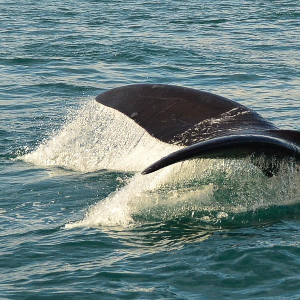 Whale Watching Hermanus - What You Need to Know Before You Go