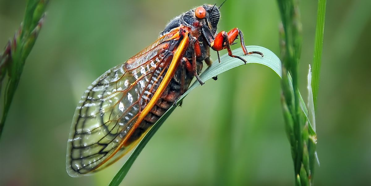 Millions of Cicadas Will Re-Emerge in These States After 17 Years Underground