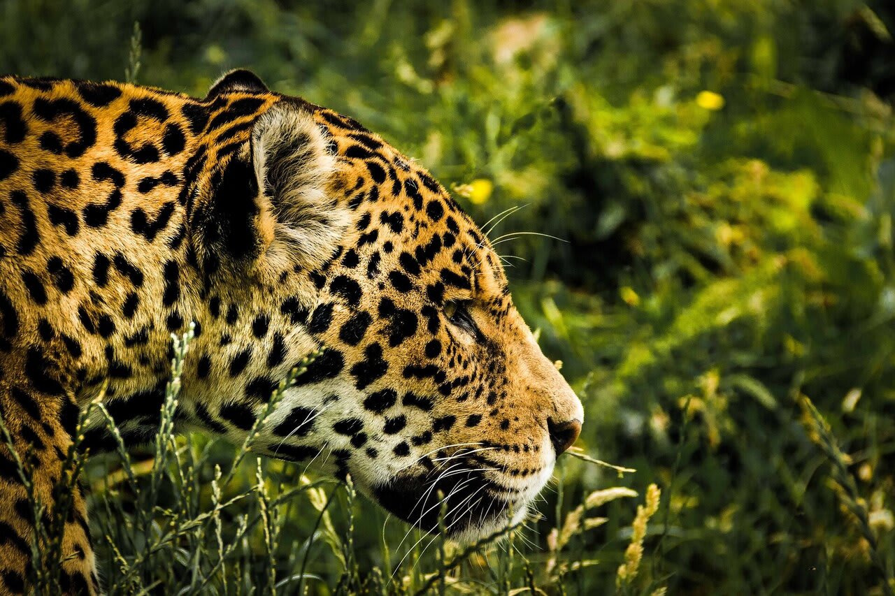 Jaguars robust to climate extremes but lack of food threatens species